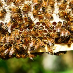 Megint unatkoznak a brit tudósok: jön a Killer Bee Beer